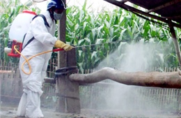 Bắc Ninh công bố dịch lở mồm long móng